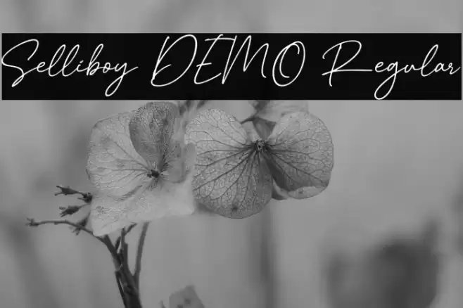 Selliboy DEMO Regular خط examples