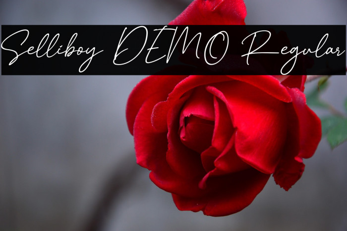 Selliboy DEMO Regular Example 3