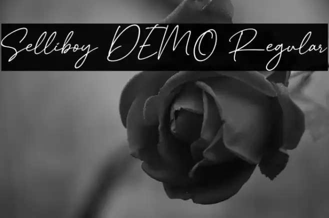 Selliboy DEMO Regular خط examples