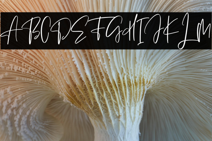 Sellviny Queen Example 2