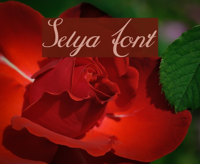 Selya لخطوط تنزيل examples