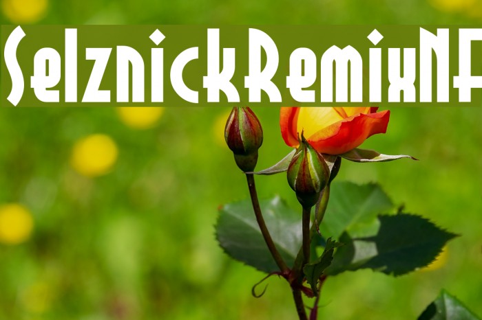 SelznickRemixNF Font examples