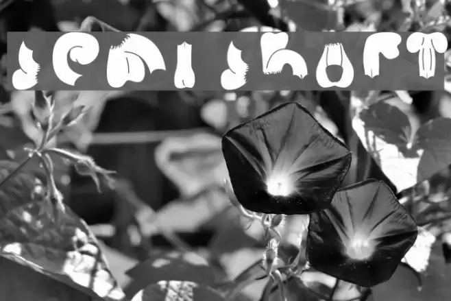 Semi Shaft Font examples