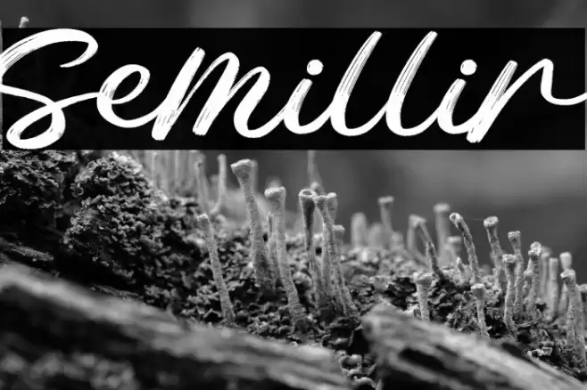 Semillir Font examples