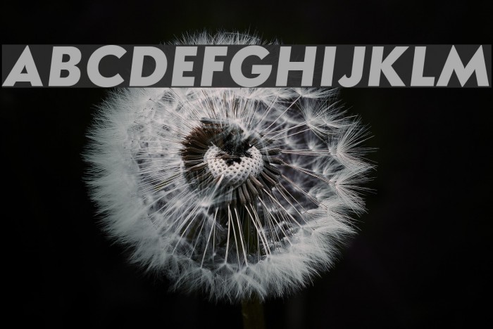 Semplicita-BoldItalic Font examples