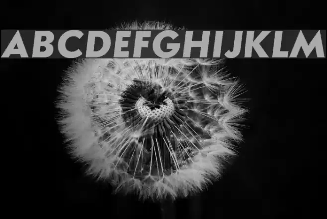 Semplicita-BoldItalic Font examples