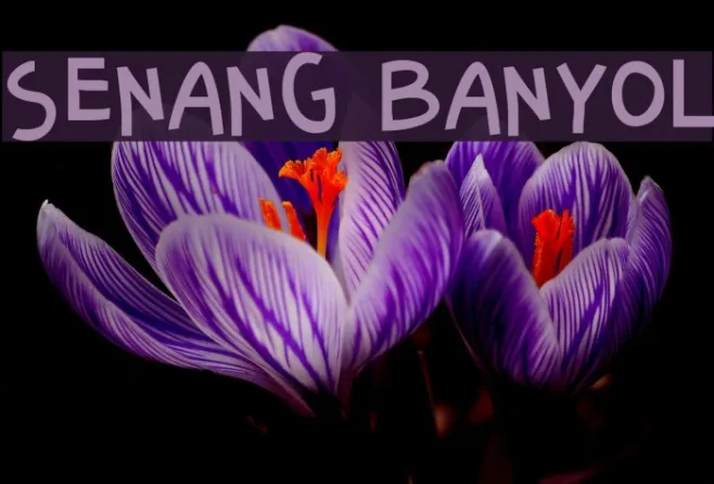 Senang Banyol Example 2