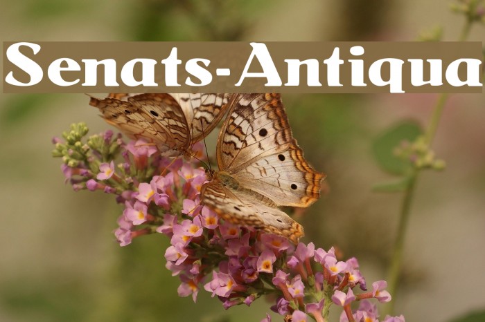 Senats-Antiqua Fonte examples