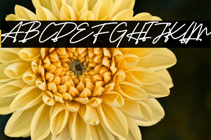 Senja Free Trial Example 1