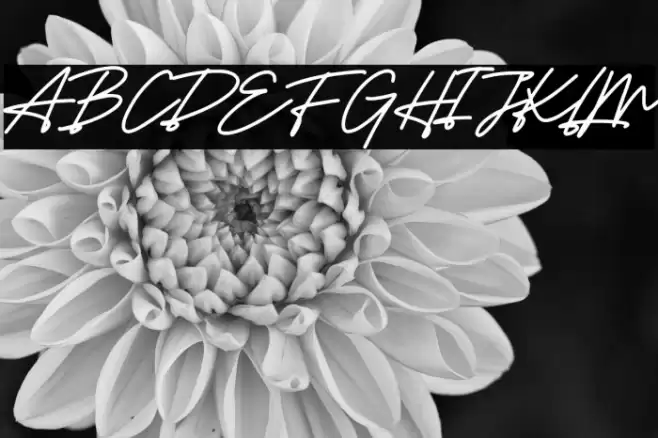 Senja Free Trial خط examples