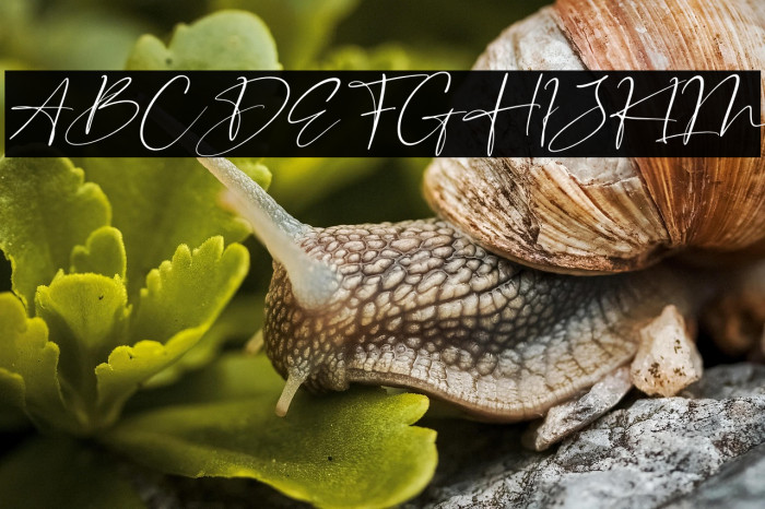 Senorita Signature Italic Example 1