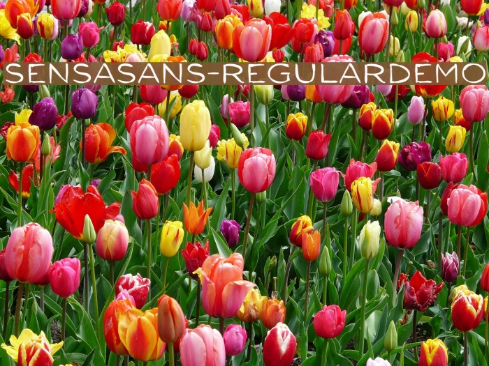SensaSans-RegularDemo Font examples