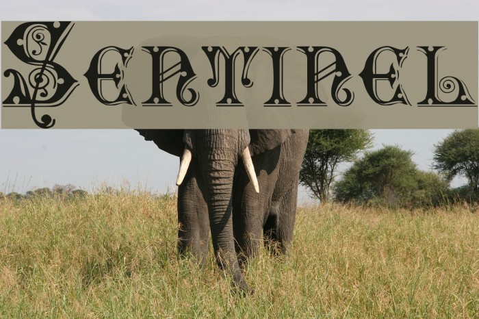 Sentinel Font examples