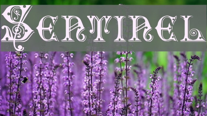 Sentinel Font examples