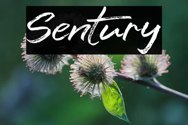 Sentury Example 1
