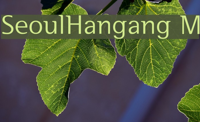 SeoulHangang M Font examples