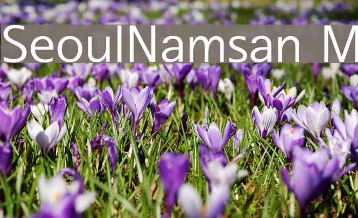 SeoulNamsan M Font examples