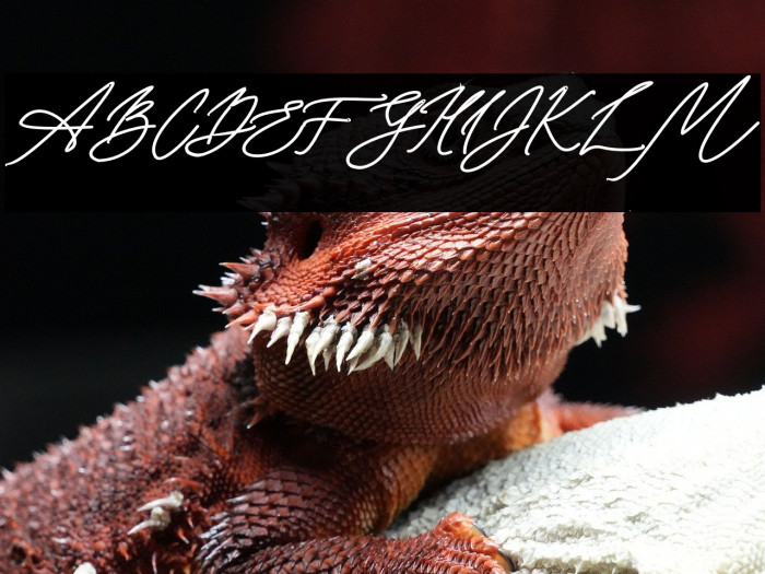 Seoulscript-Bold Example 2