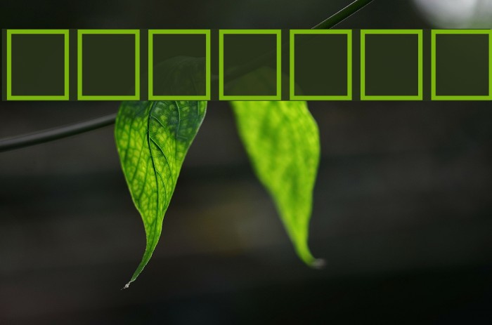 Serbian-Elegant-Bold-Italic Example 3