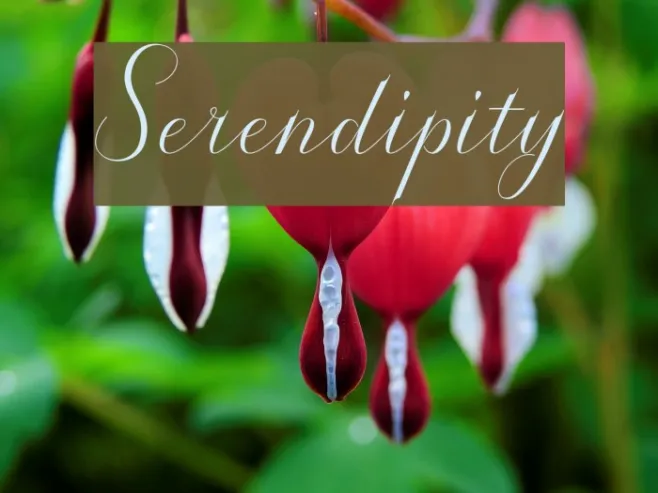 Serendipity Example 1