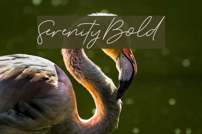 Serenity-Bold Font examples