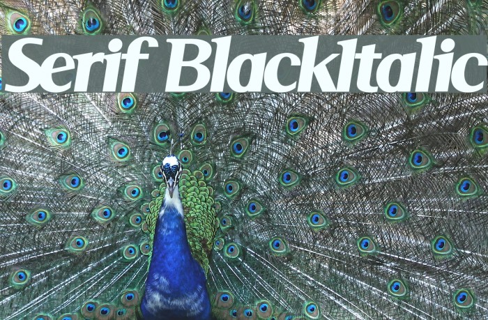 Serif BlackItalic Font examples