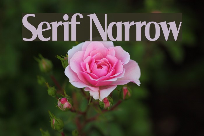 Serif Narrow Шрифта examples