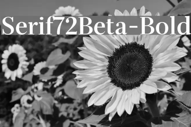 Serif72Beta-Bold Font examples