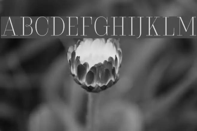 Serifiqo4FFreeCapitals Font examples