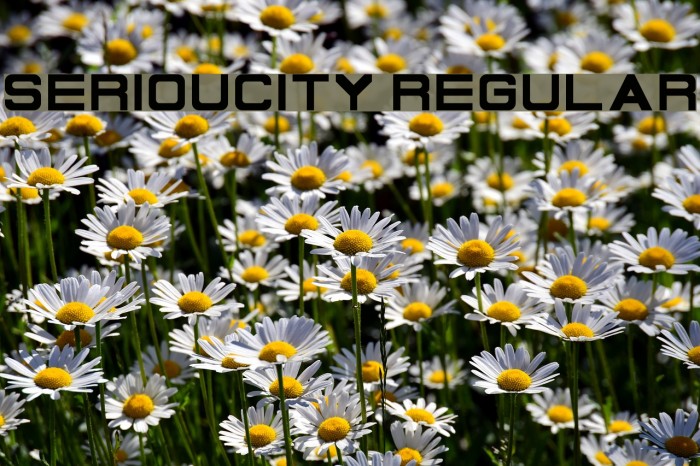 Serioucity Regular फ़ॉन्ट examples