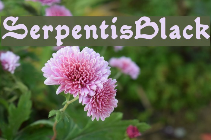 SerpentisBlack Font examples