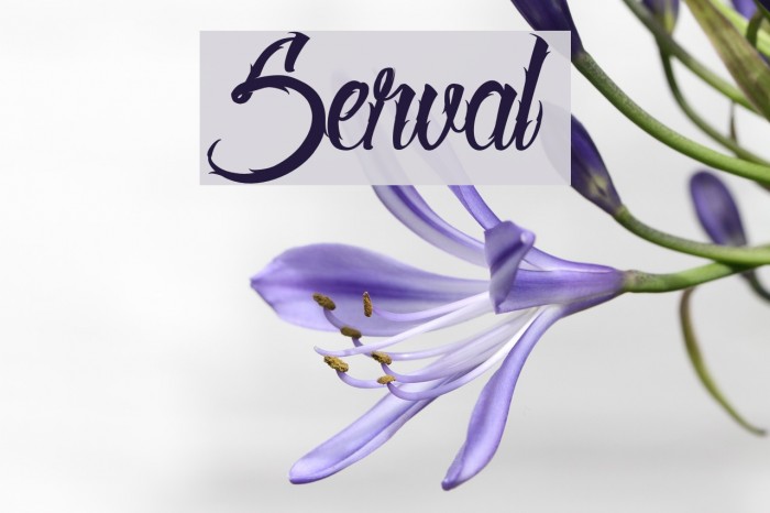 Serval Font examples
