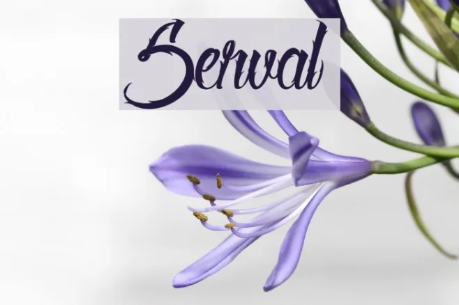 Serval  Example 2