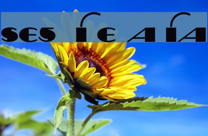 Sesquipedalian Font examples