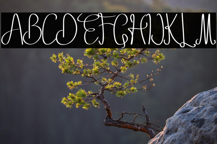 Setia winers Example 1