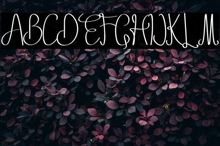 Setia winers Example 3