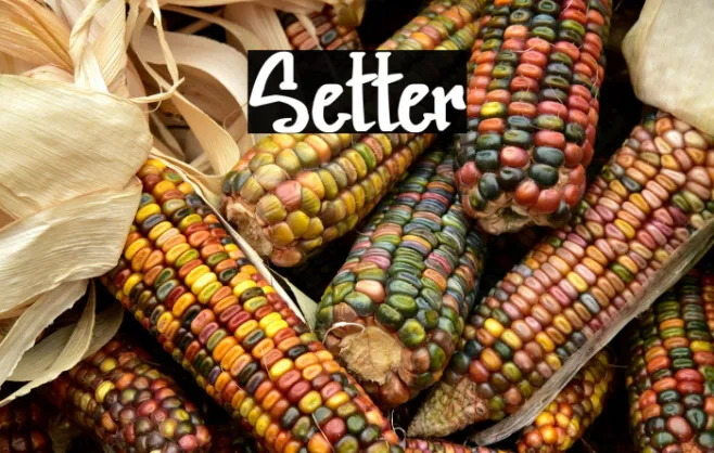Setter Example 2