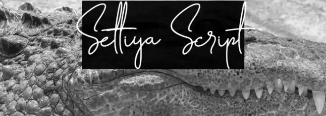 Settiya Script Font examples