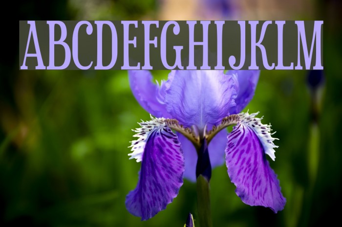 Sexsmith Font examples