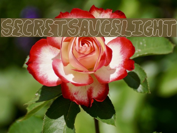 secretsaucelight Font examples