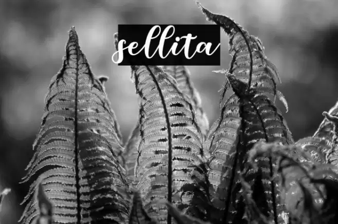 sellita Font examples