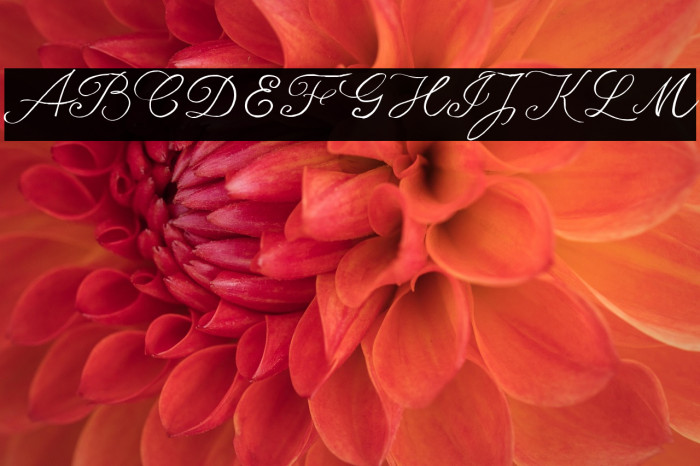 seriousSally_Trial Example 1