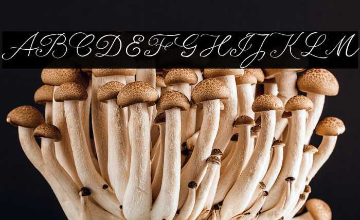 seriousSally_Trial Example 3