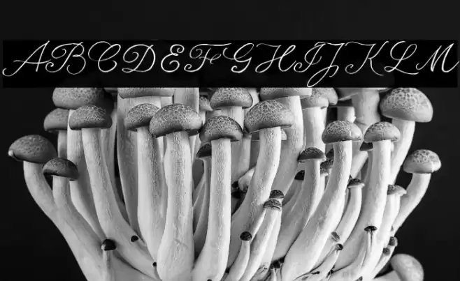 seriousSally_Trial Font examples