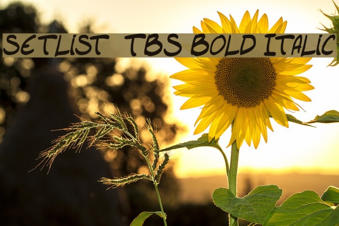 setlist TBS Bold Italic Font examples