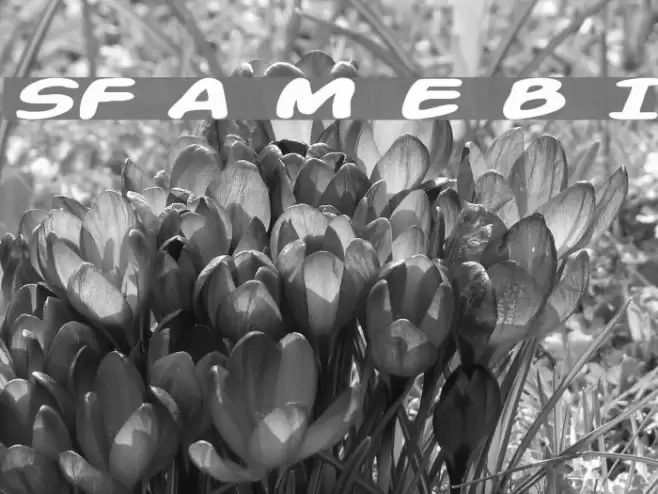 SF Action Man Extended Bold Italic Fuentes examples