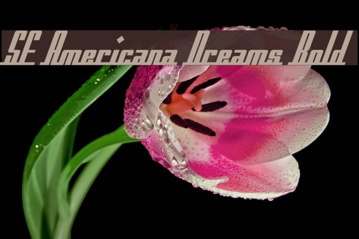 SF Americana Dreams Bold Font examples