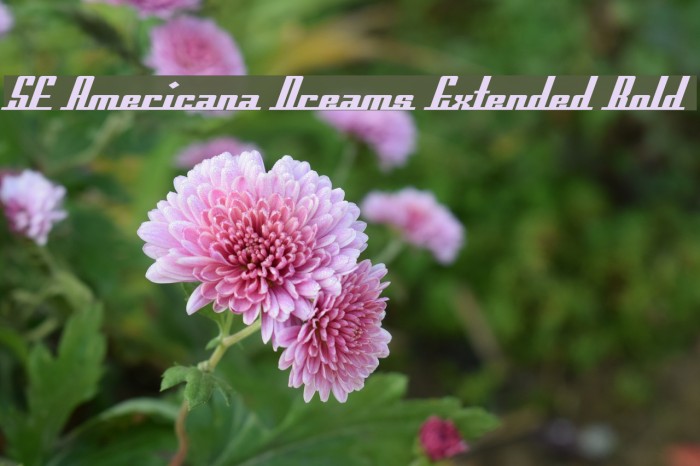 SF Americana Dreams Extended Bold Font examples