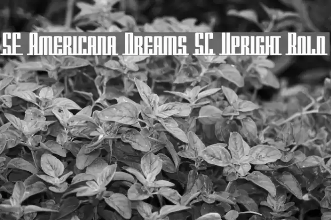 SF Americana Dreams SC Upright Bold Font examples