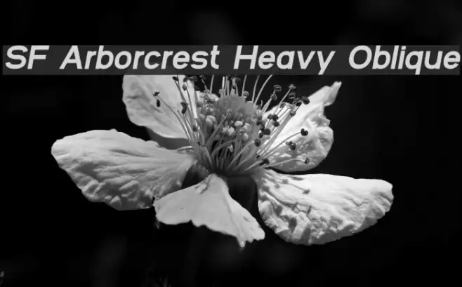 SF Arborcrest Heavy Oblique フォント examples